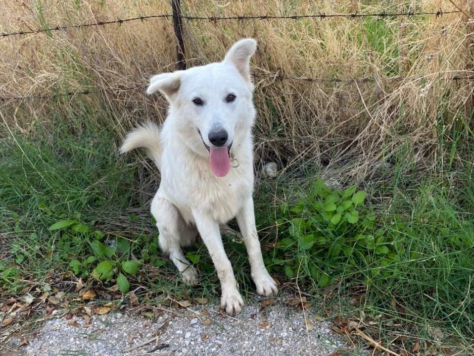 Adozione cane, maschio, Pastore svizzero Razza sconosciuta, 1 anno, taglia media, Milano