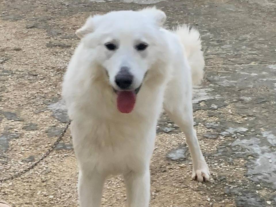 Adotta un cane, maschio, 1 anno, Milano