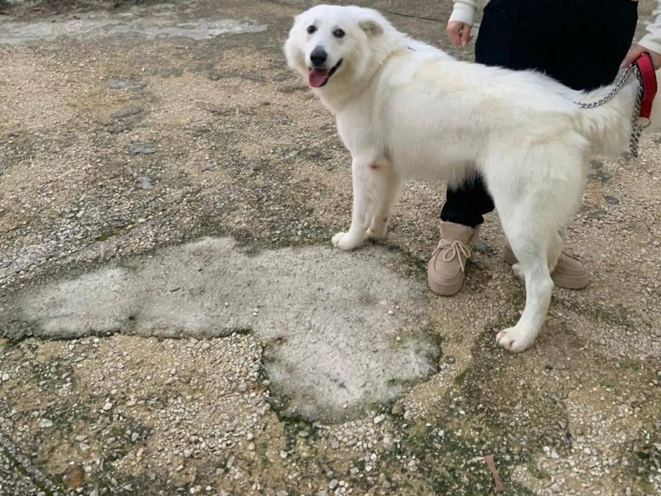 Vuoi adottare un cane a Milano?