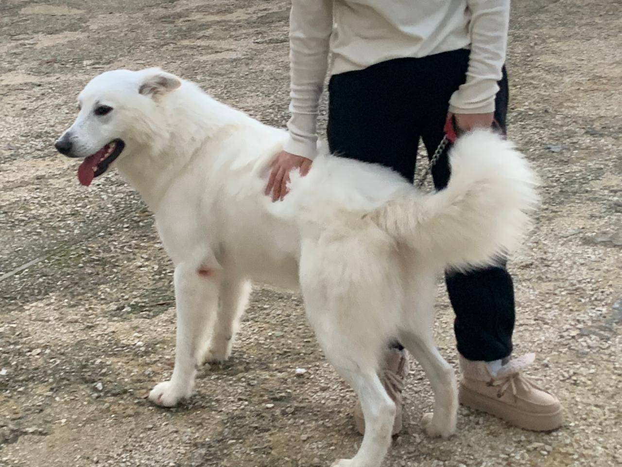 Adotta il cane Gucci a Milano