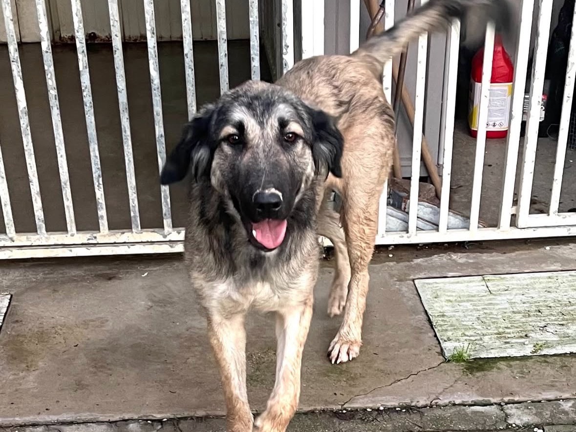 Vuoi adottare un cane a Treviso?