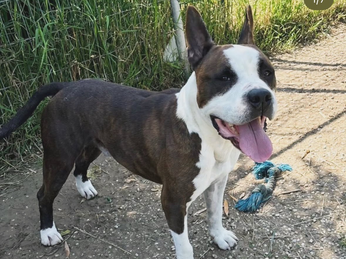Adozione cane, maschio, Amstaff Razza sconosciuta, 7 anni e 2 mesi, taglia media, Treviso
