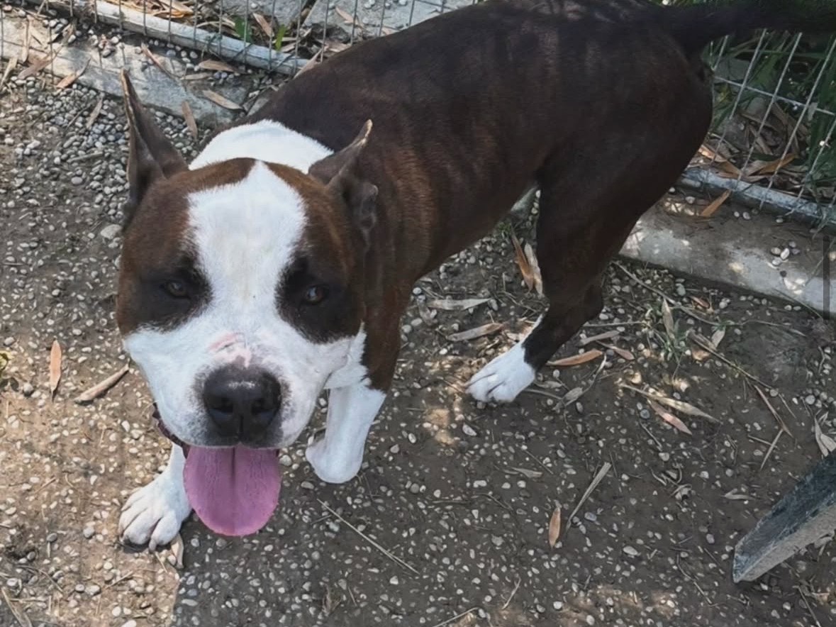 Adotta un cane, taglia media, maschio, Treviso