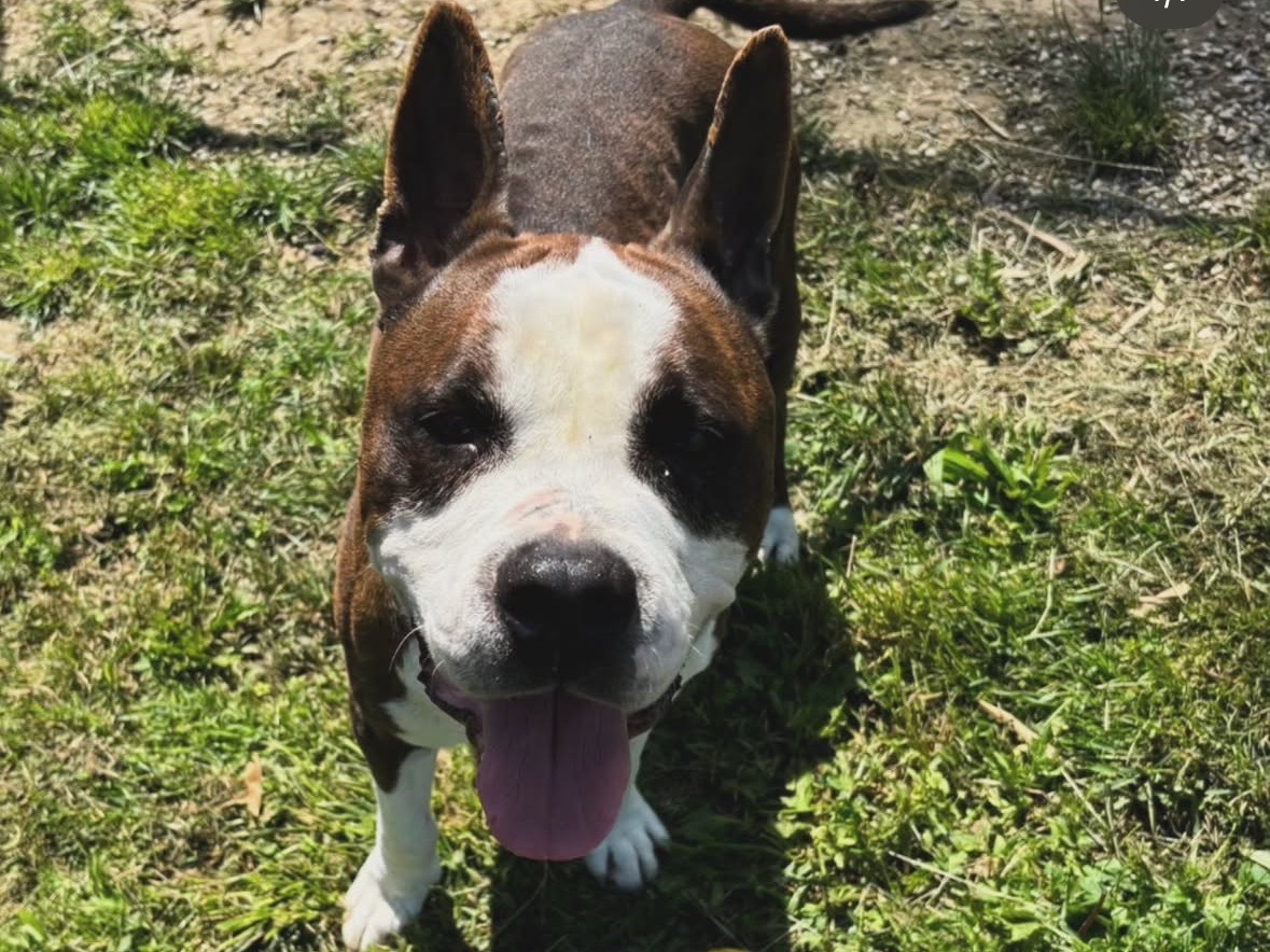 Adotta il cane Odino a Treviso