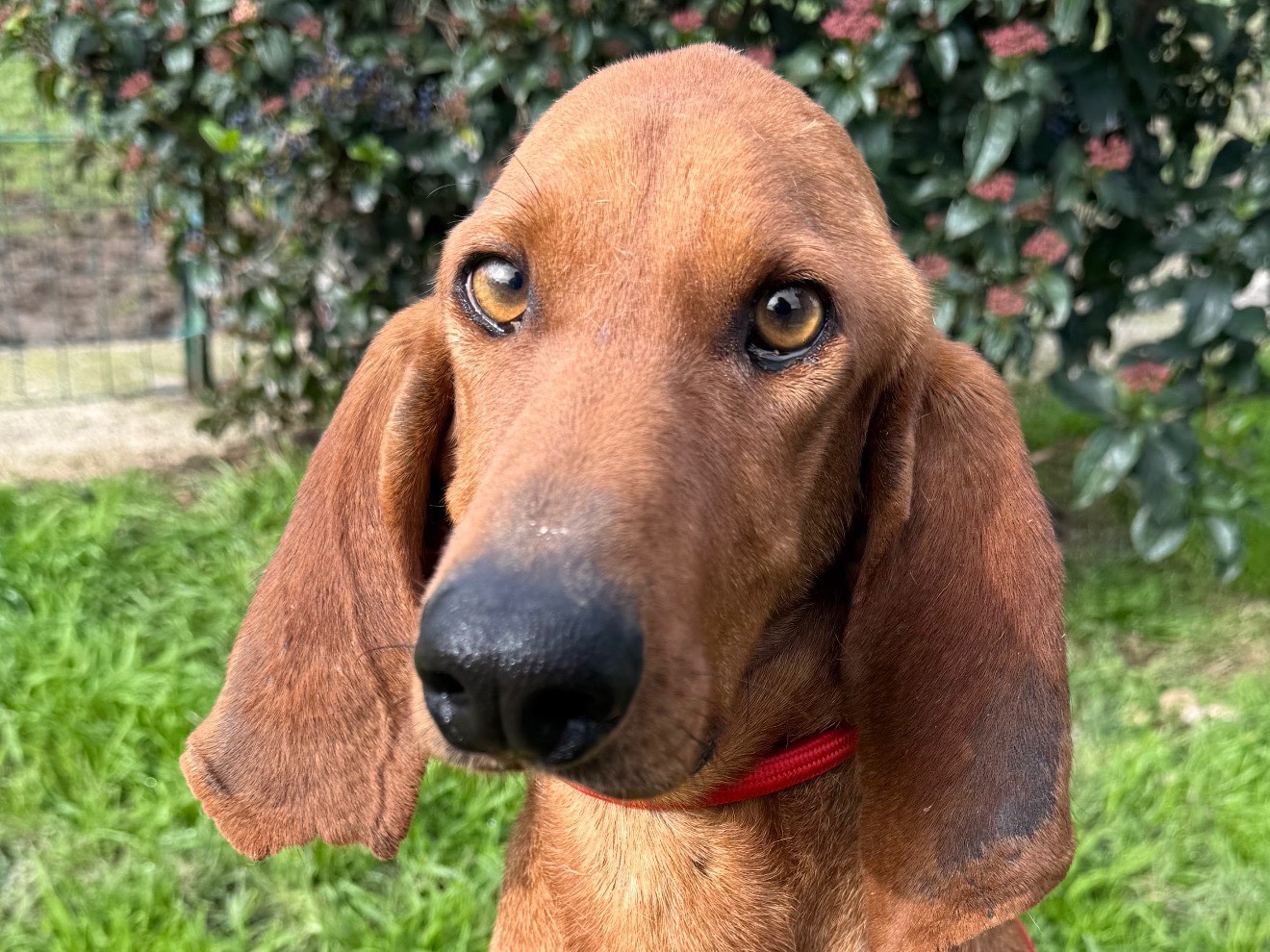 Adozione cane, maschio, Segugio Razza sconosciuta, 3 anni e 3 mesi, taglia media, Matera