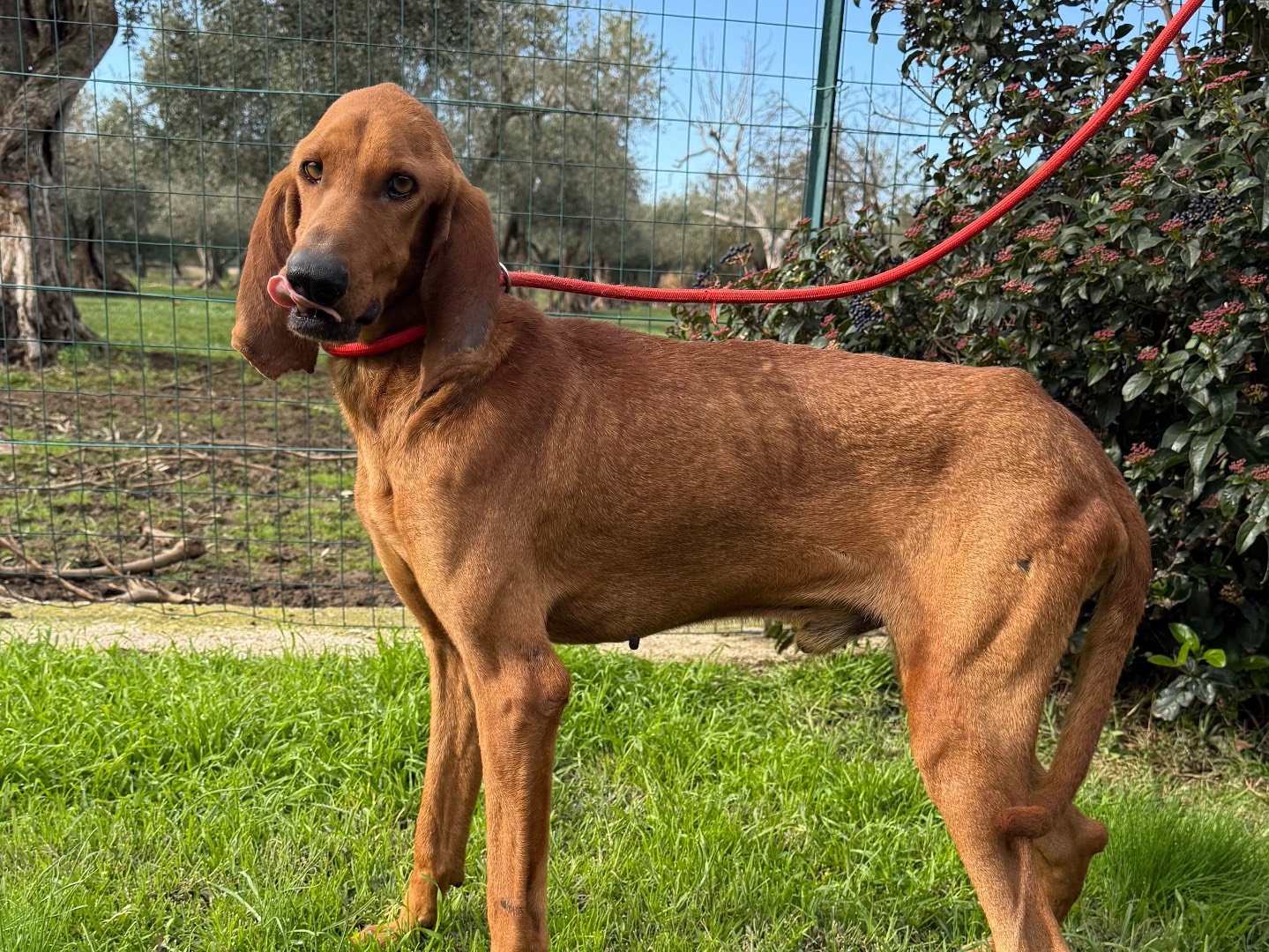 Adotta un cane, maschio, 3 anni e 3 mesi, Matera