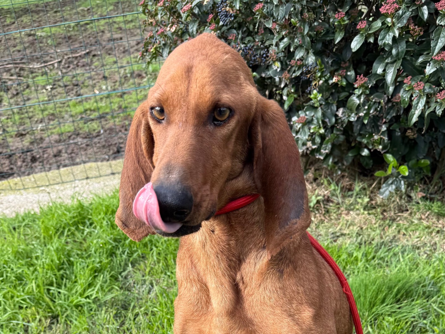 Adotta un cane, taglia media, maschio, Matera