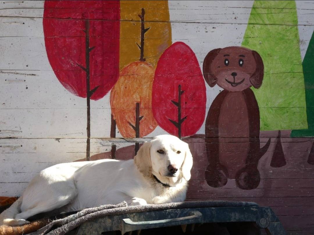 Adozione cane, femmina, Razza sconosciuta Razza sconosciuta, 6 anni e 11 mesi, taglia piccola, Chieti