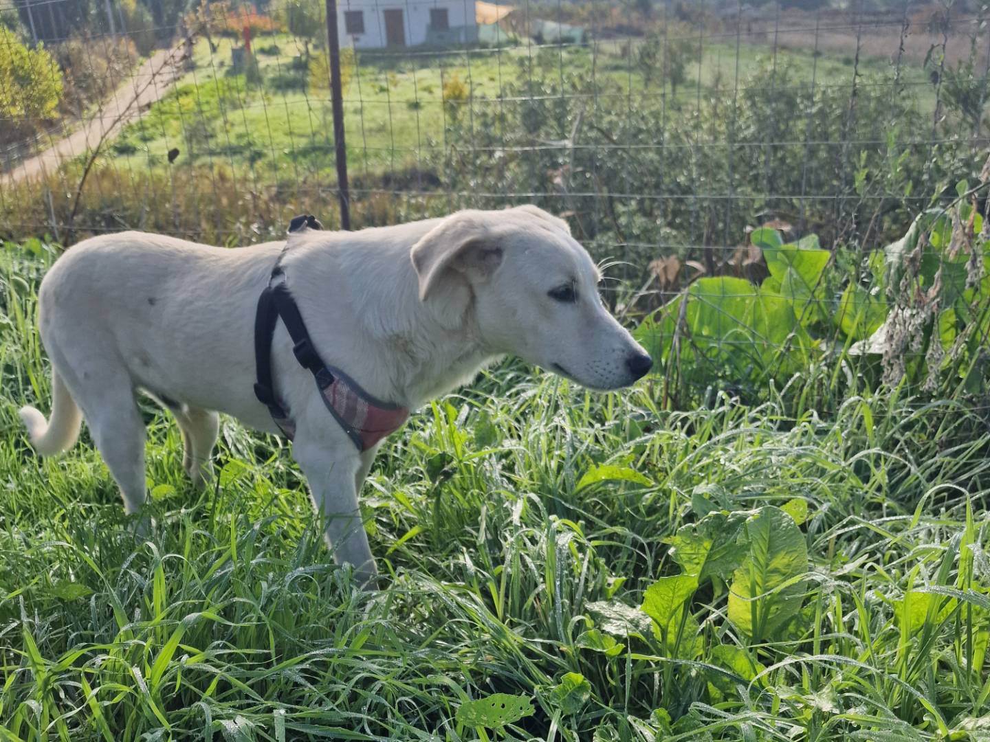 Vuoi adottare un cane a Palermo?