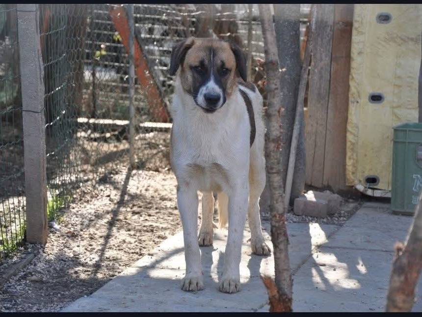 Adozione cane, maschio, Razza sconosciuta Razza sconosciuta, 4 anni e 11 mesi, taglia piccola, Chieti