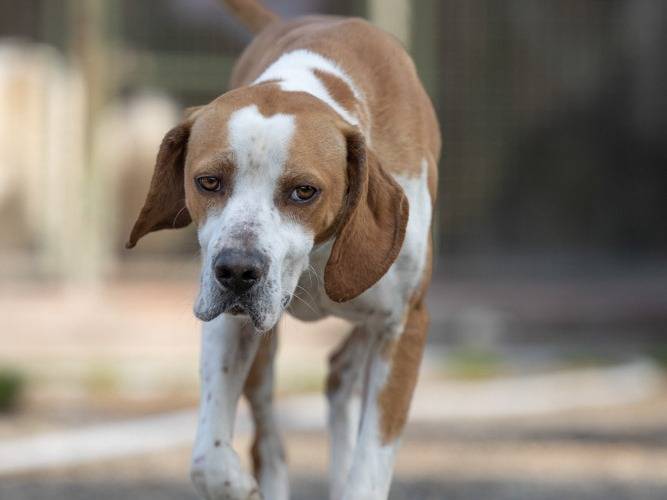 Adotta un cane, maschio, 4 anni e 3 mesi, Caserta