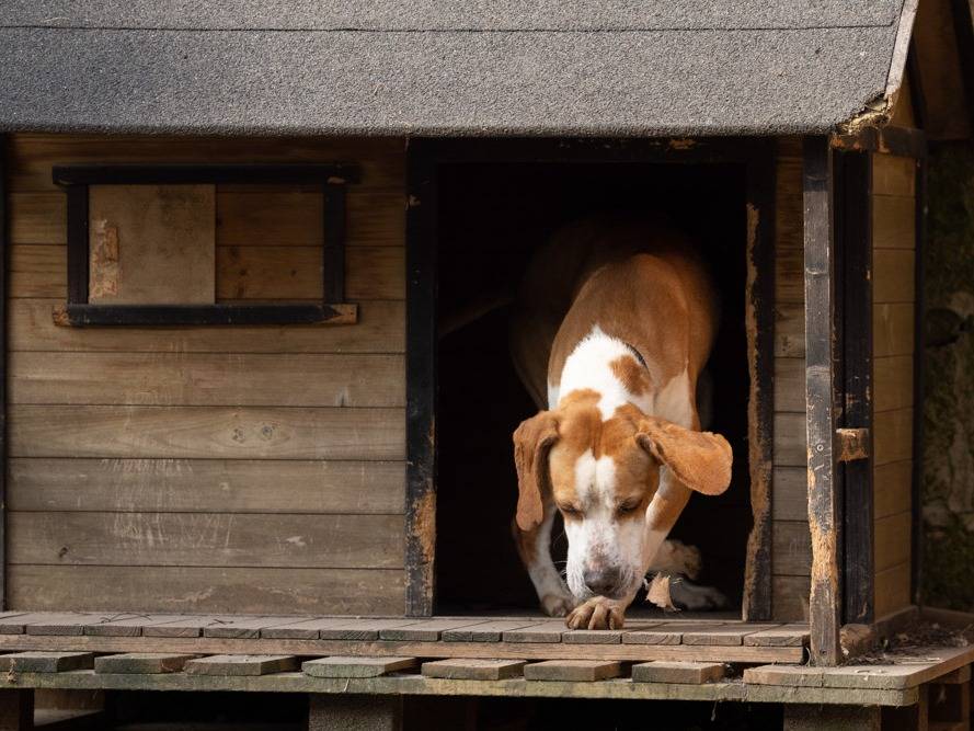 Adotta un cane, taglia media, maschio, Caserta