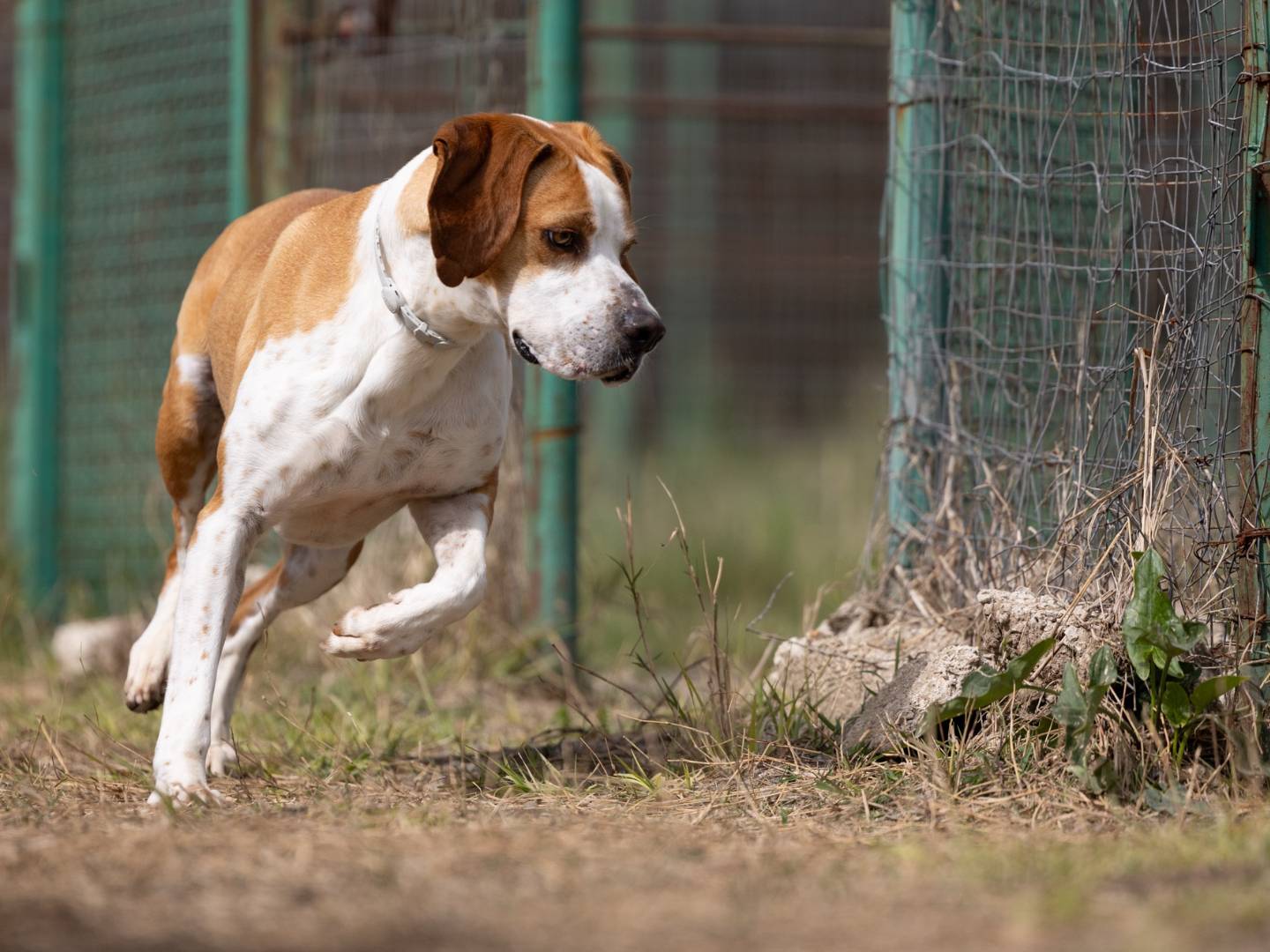 Adotta il cane Amadeo  a Caserta