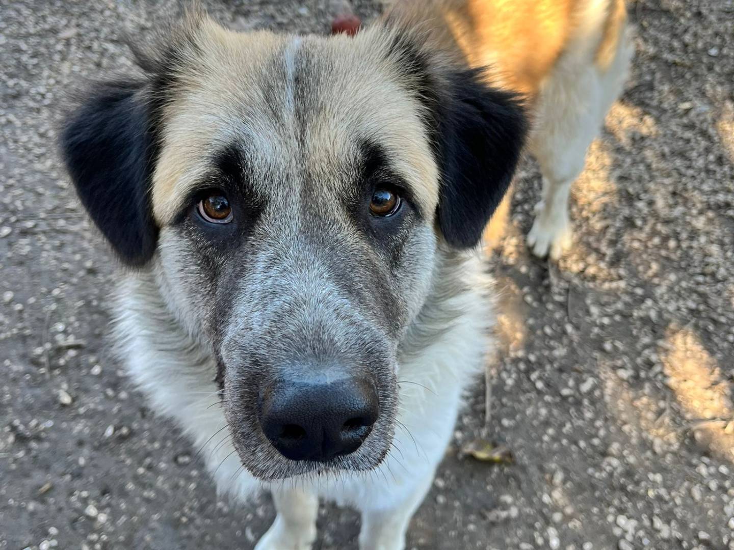Adozione cane, maschio, Razza sconosciuta Razza sconosciuta, 2 anni e 11 mesi, taglia media contenuta, Chieti