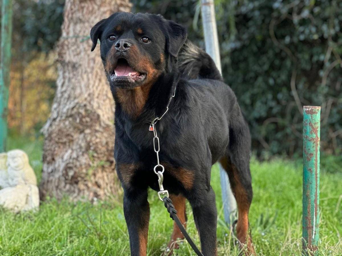 Adotta un cane, maschio, 2 anni e 3 mesi, Caserta