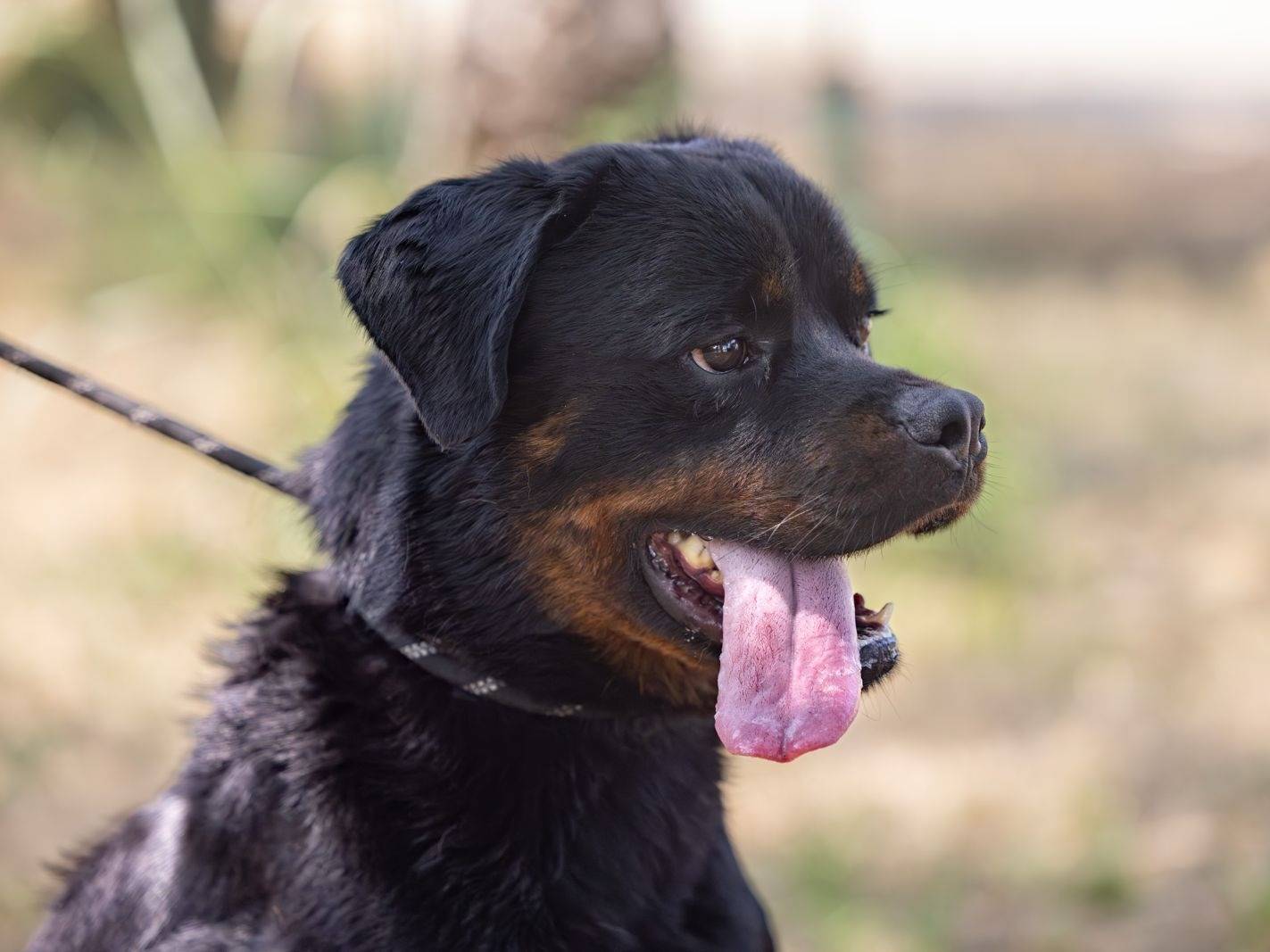 Adozione cane, maschio, Rottweiler Razza sconosciuta, 2 anni e 3 mesi, taglia grande, Caserta