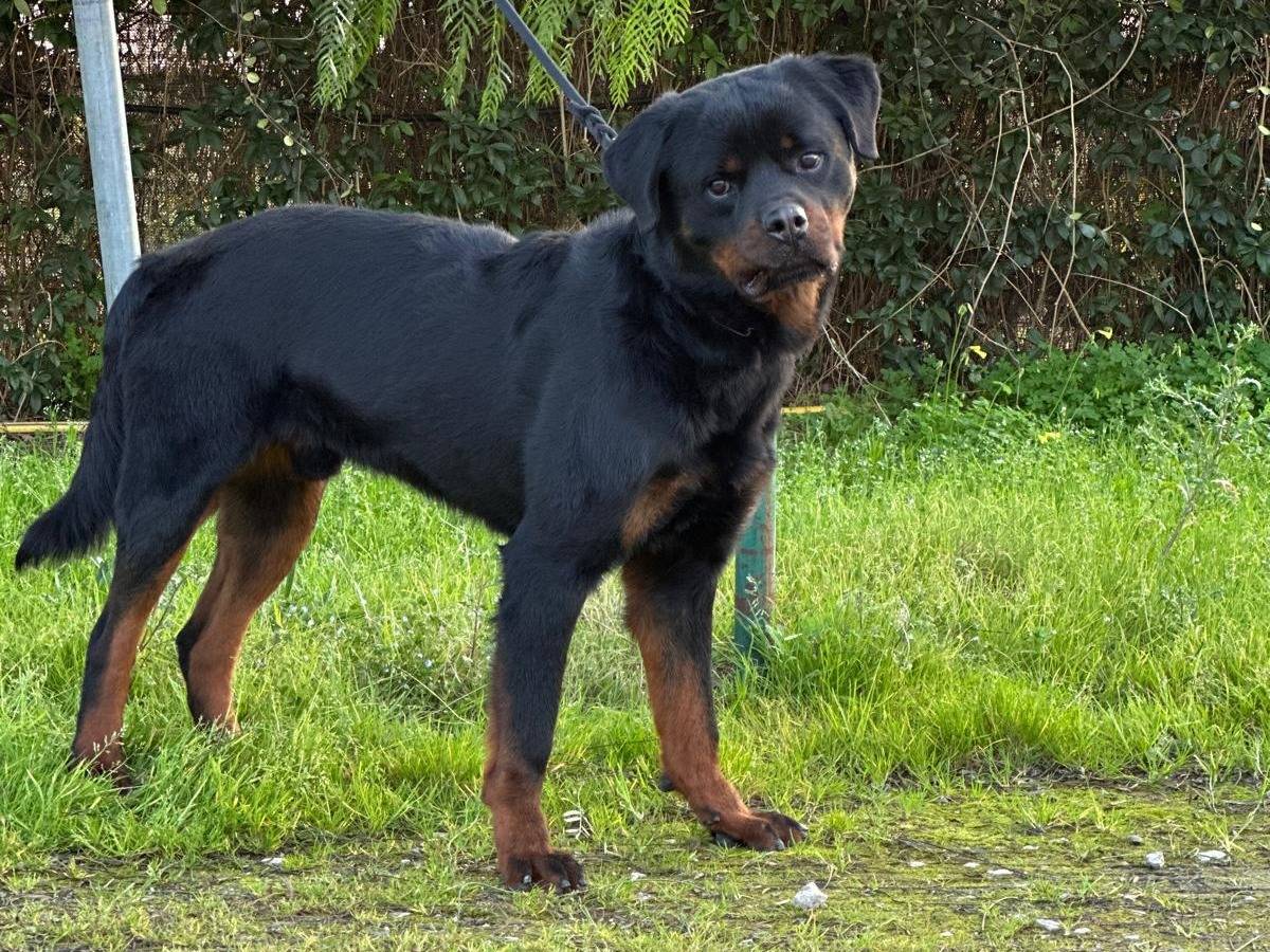 Adotta un cane, taglia grande, maschio, Caserta
