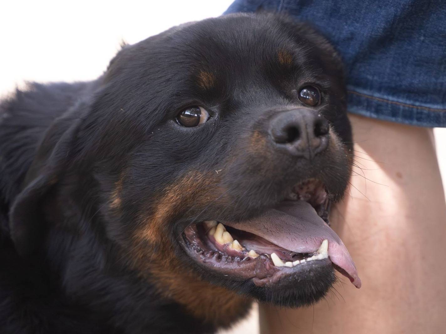 Vuoi adottare un cane a Caserta?