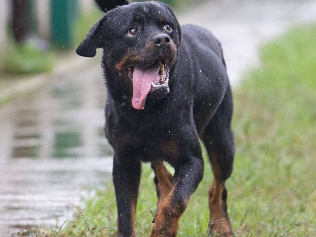 Adotta il cane victor a Caserta