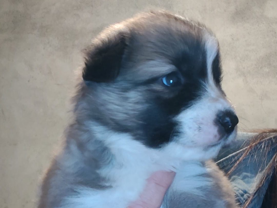 Adotta un cane, femmina, 3 giorni, Crotone