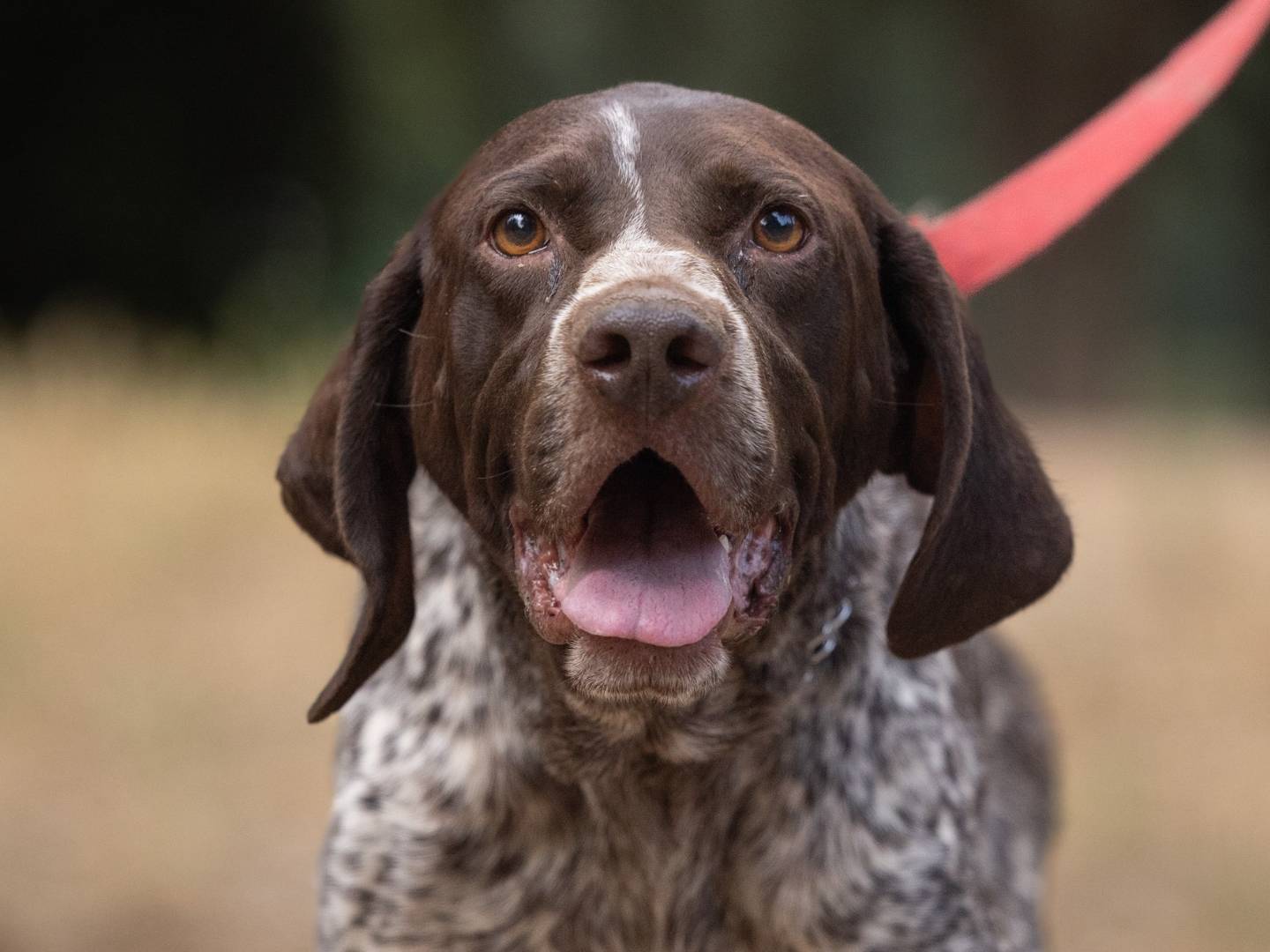 Adozione cane, maschio, Bracco Razza sconosciuta, 4 anni e 11 mesi, taglia grande, Caserta