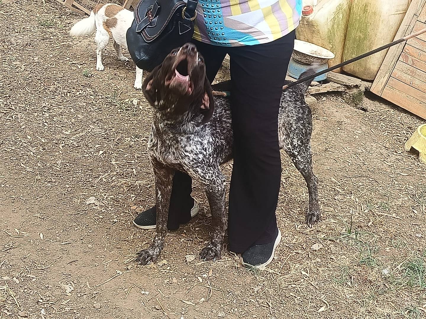 Adotta un cane, taglia grande, maschio, Caserta