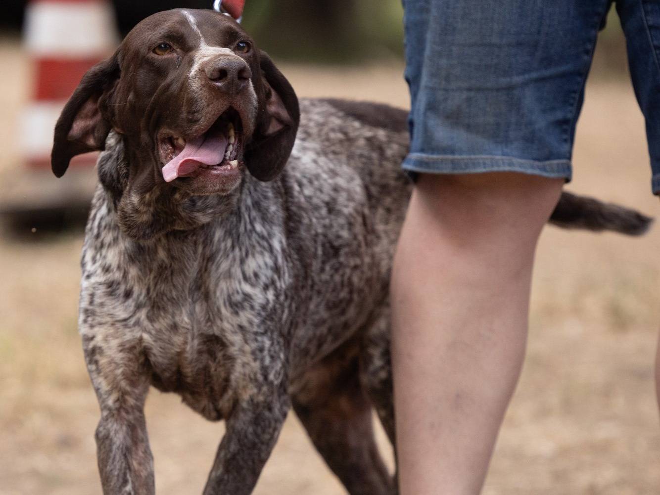 Adotta il cane IGOR a Caserta