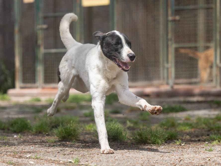Adotta un cane, maschio, 2 anni e 9 mesi, Caserta