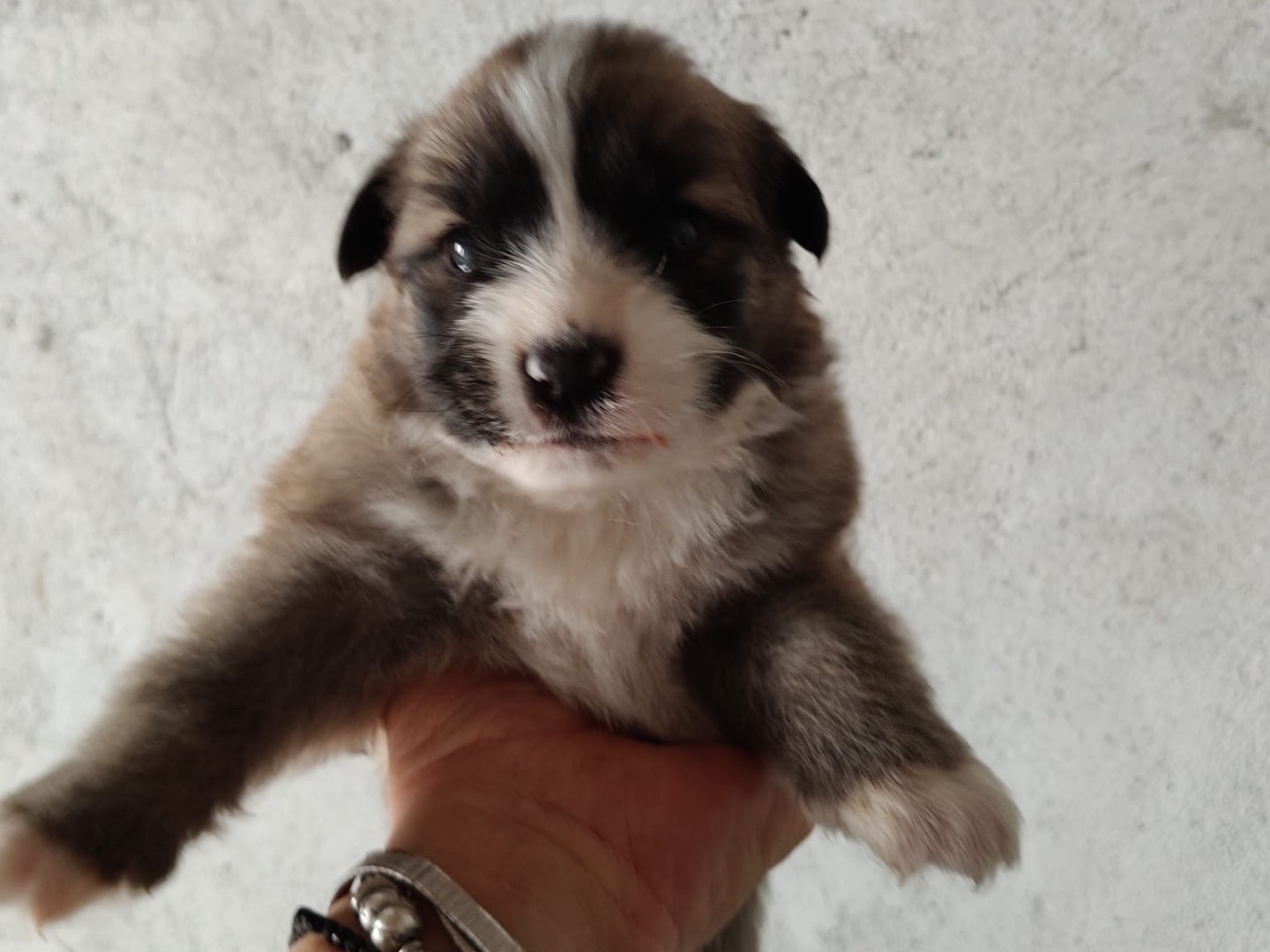 Vuoi adottare un cane a Crotone?