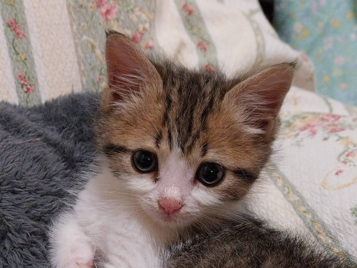 Adotta un gatto, maschio, 3 mesi, Viterbo