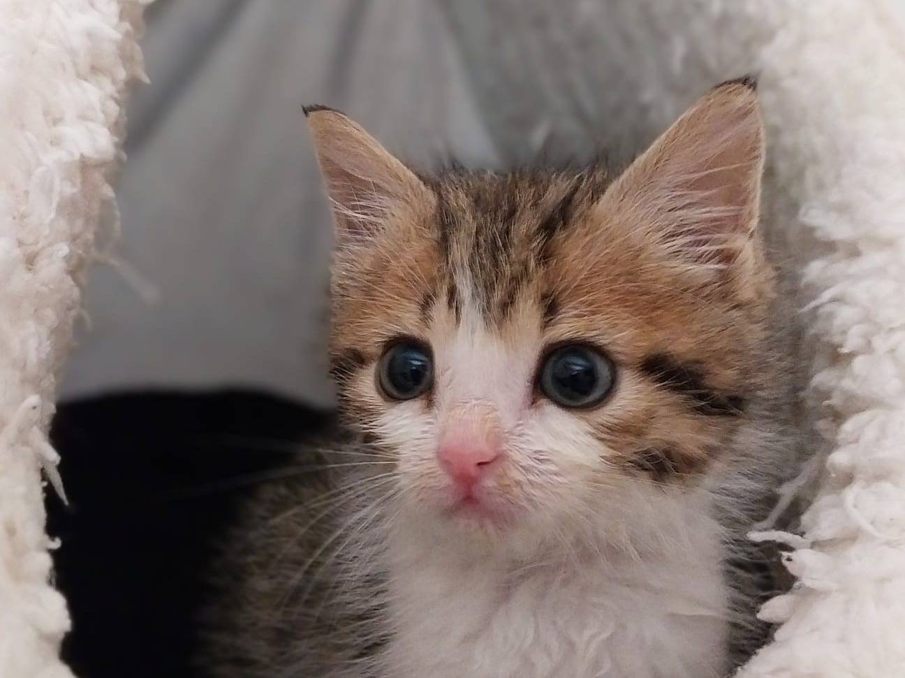 Adotta un gatto, taglia non valida, maschio, Viterbo