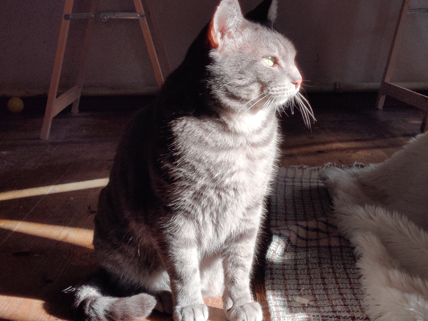 Adozione gatto, maschio, Razza sconosciuta Razza sconosciuta, 2 anni e 1 mese, taglia non valida, Padova