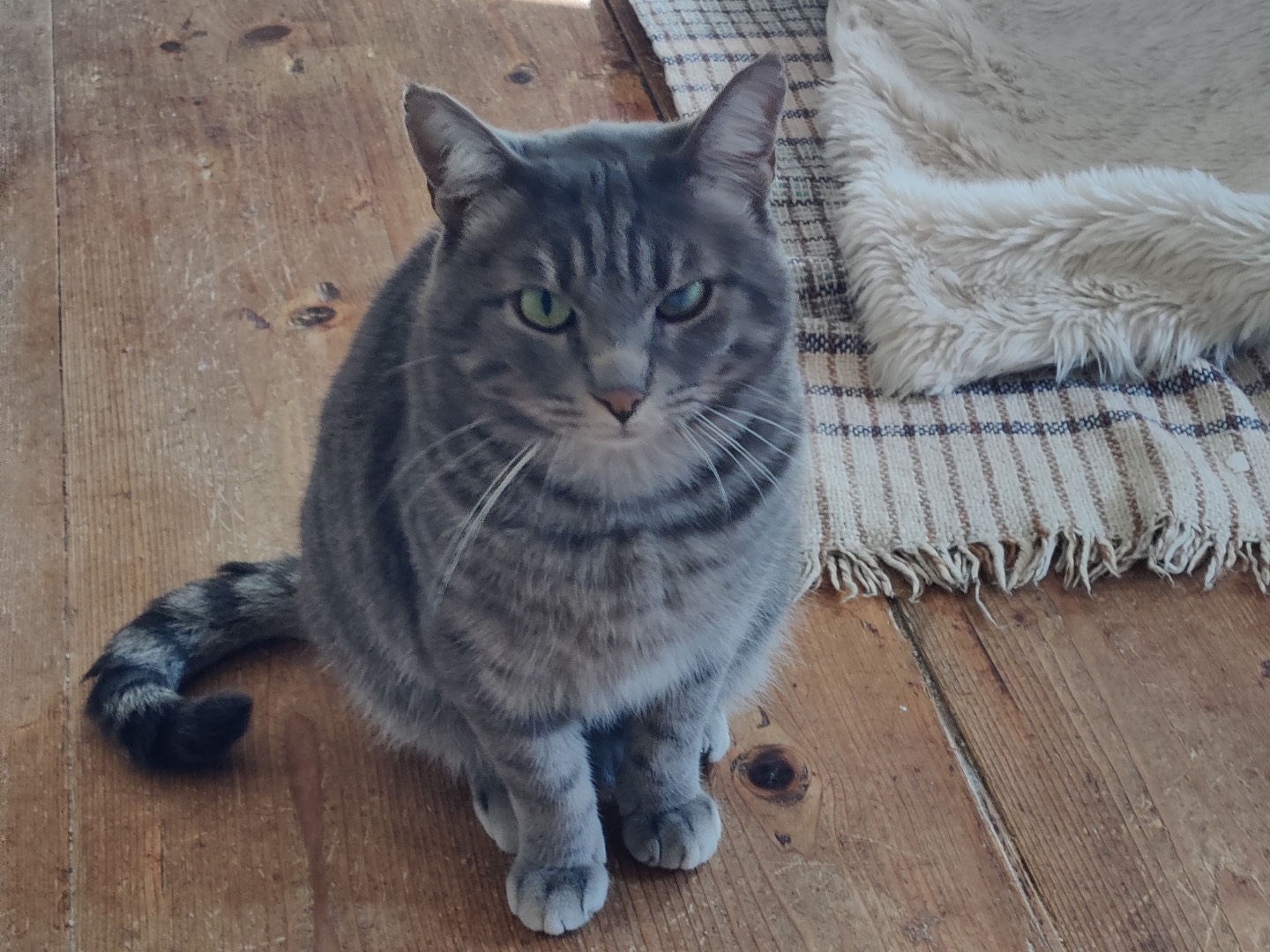 Adotta un gatto, maschio, 2 anni e 1 mese, Padova