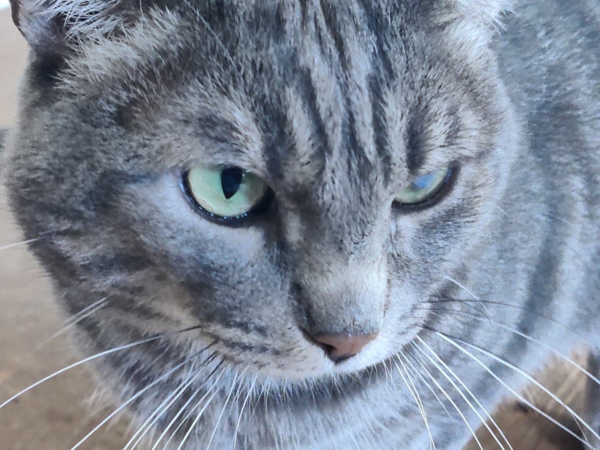 Adotta un gatto, taglia non valida, maschio, Padova