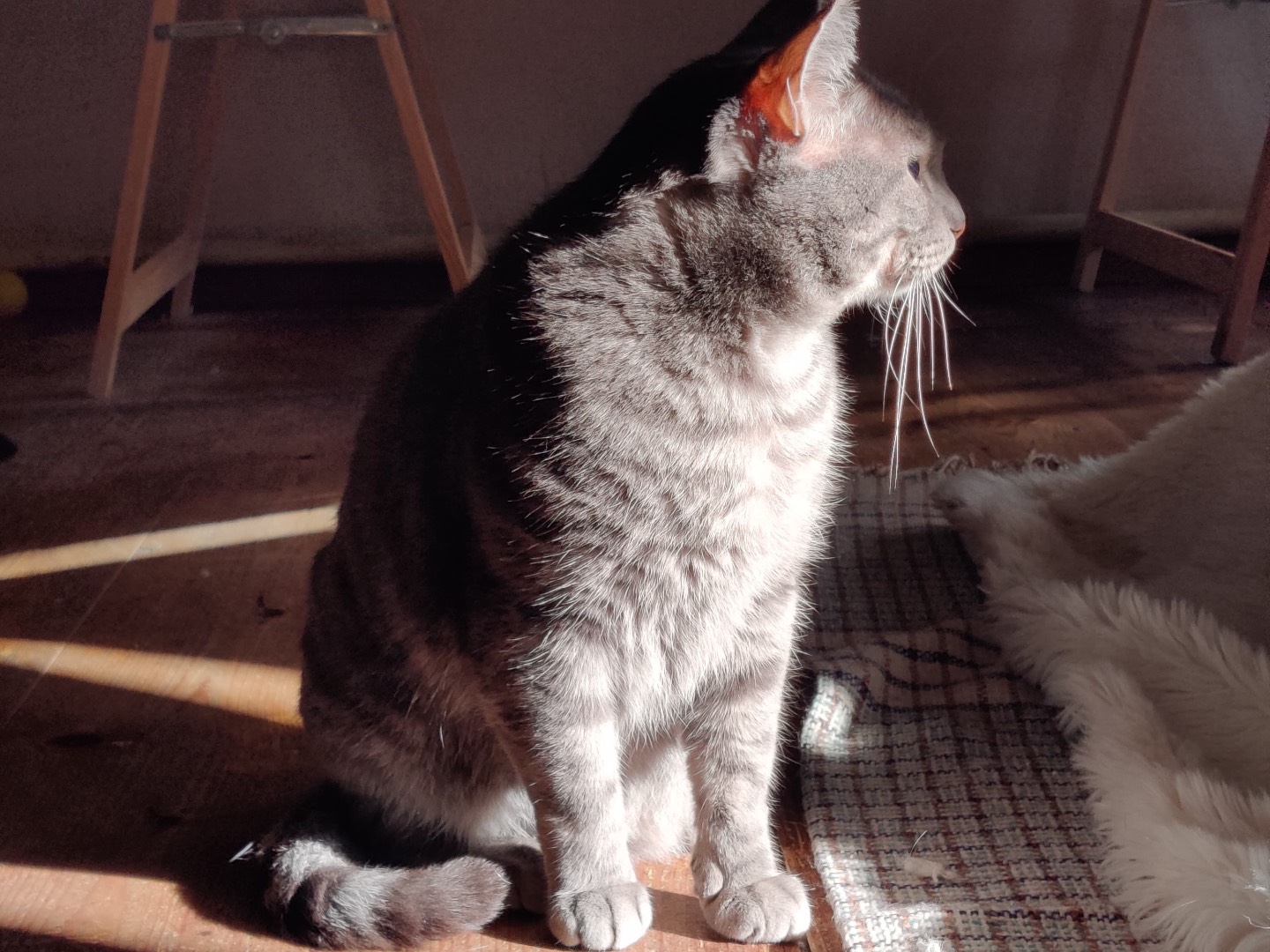 Vuoi adottare un gatto a Padova?