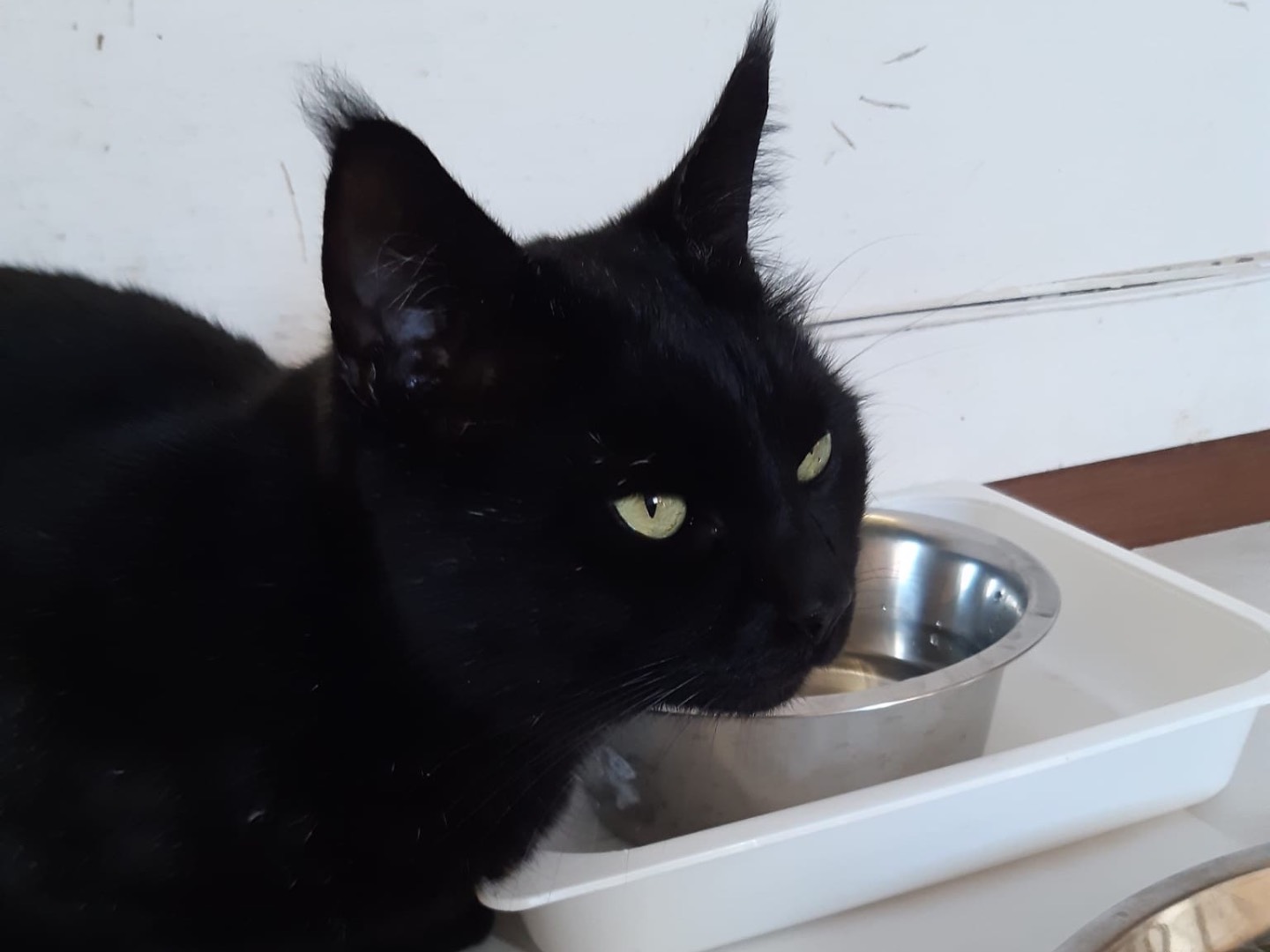 Adotta un gatto, taglia non valida, maschio, Padova