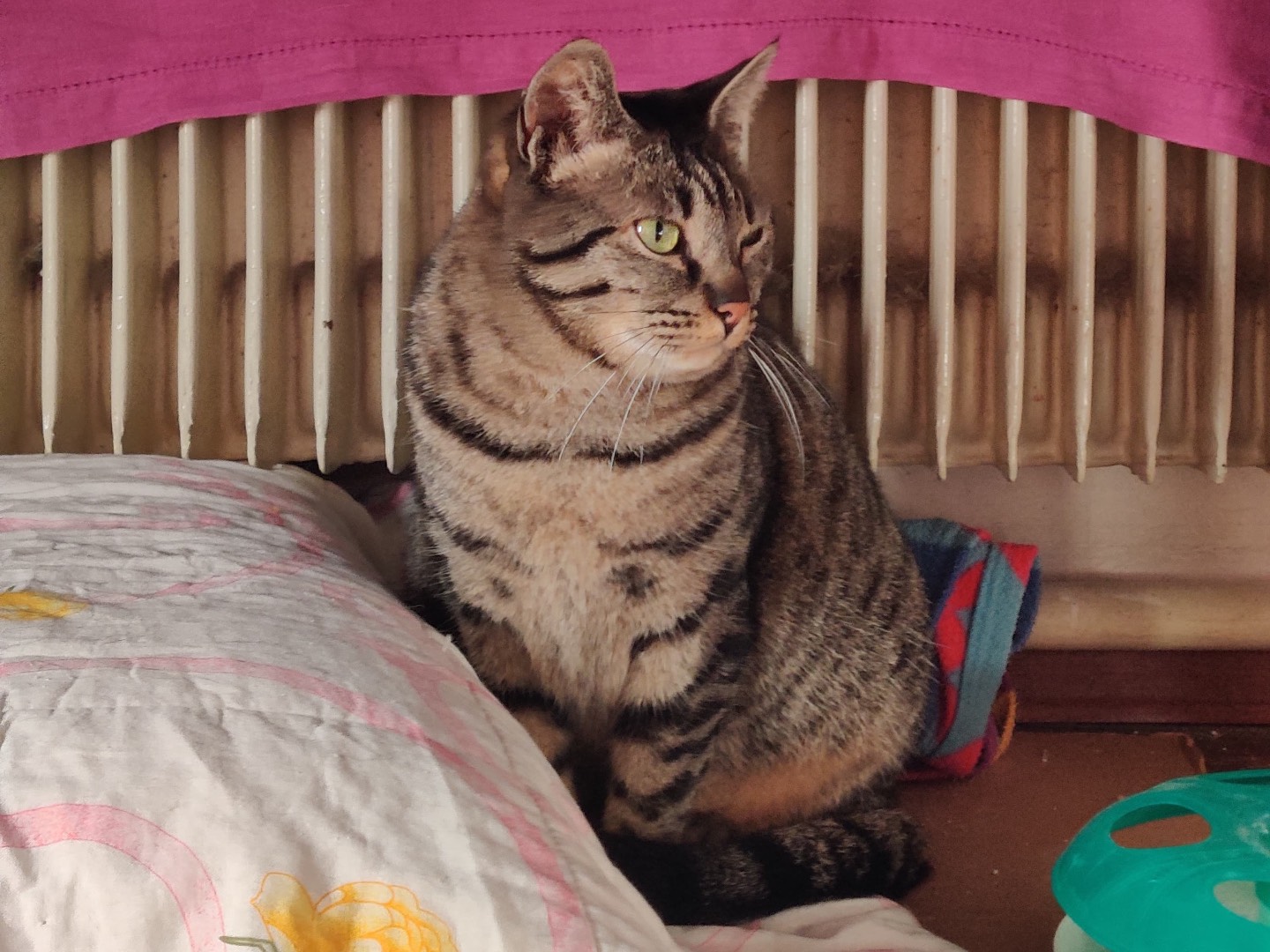 Adotta un gatto, maschio, 3 anni e 1 mese, Padova