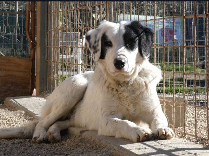 Adozione cane, maschio, Razza sconosciuta Razza sconosciuta, 4 anni e 11 mesi, taglia piccola, Chieti