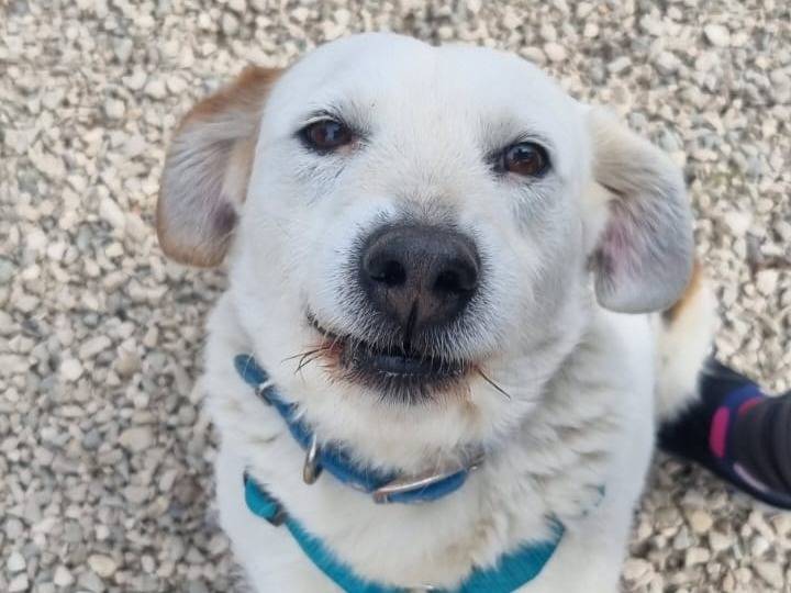 Adozione cane, maschio, Razza sconosciuta Razza sconosciuta, 6 anni e 1 mese, taglia piccola, Chieti