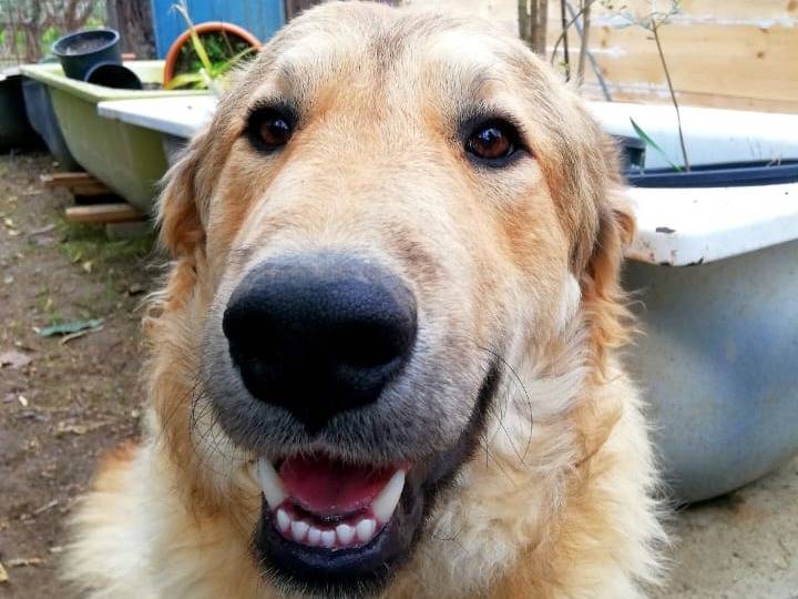 Adozione cane, maschio, Razza sconosciuta Razza sconosciuta, 5 anni e 11 mesi, taglia piccola, Chieti