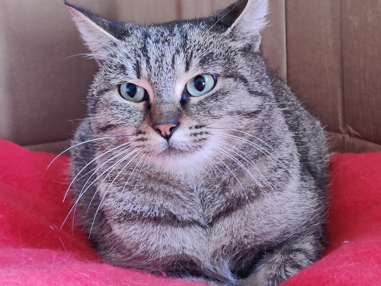 Adozione gatto, femmina, Razza sconosciuta Razza sconosciuta, 1 anno e 4 mesi, taglia non valida, Padova