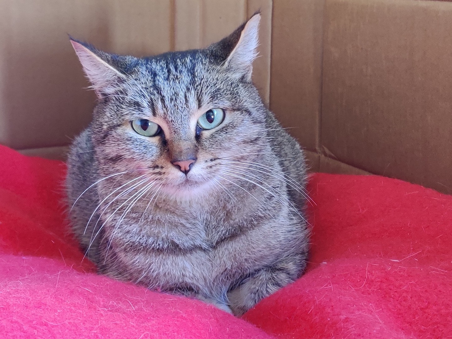 Adotta un gatto, taglia non valida, femmina, Padova