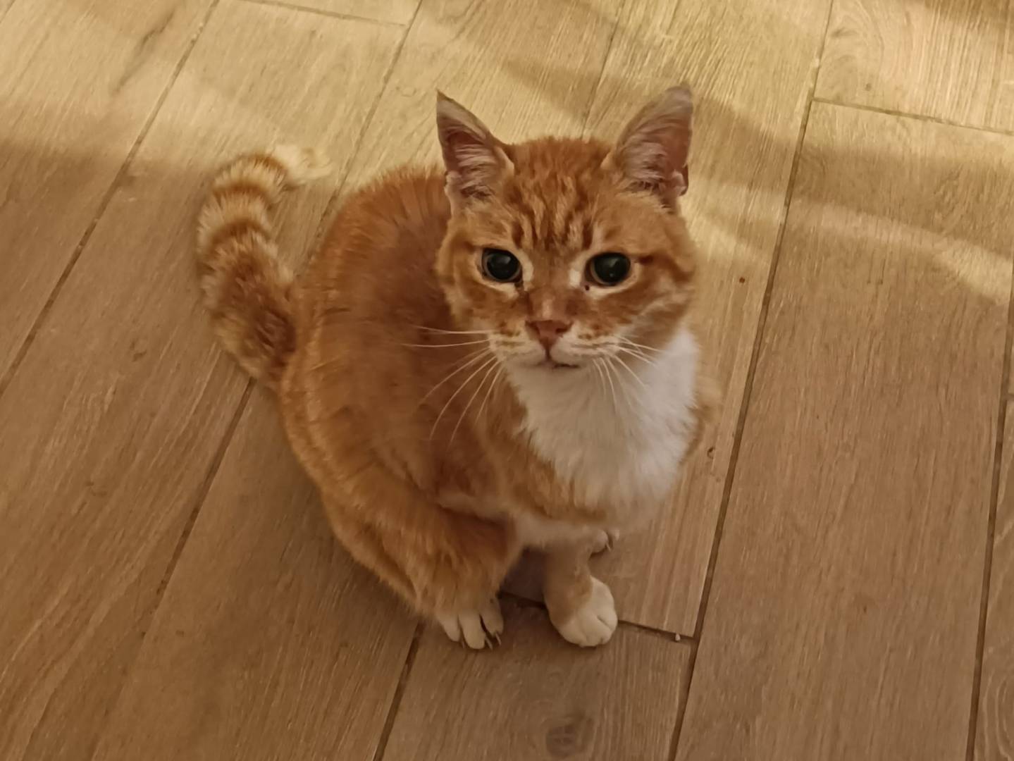 Adozione gatto, maschio, Razza sconosciuta Razza sconosciuta, 8 anni e 7 mesi, taglia non valida, Roma