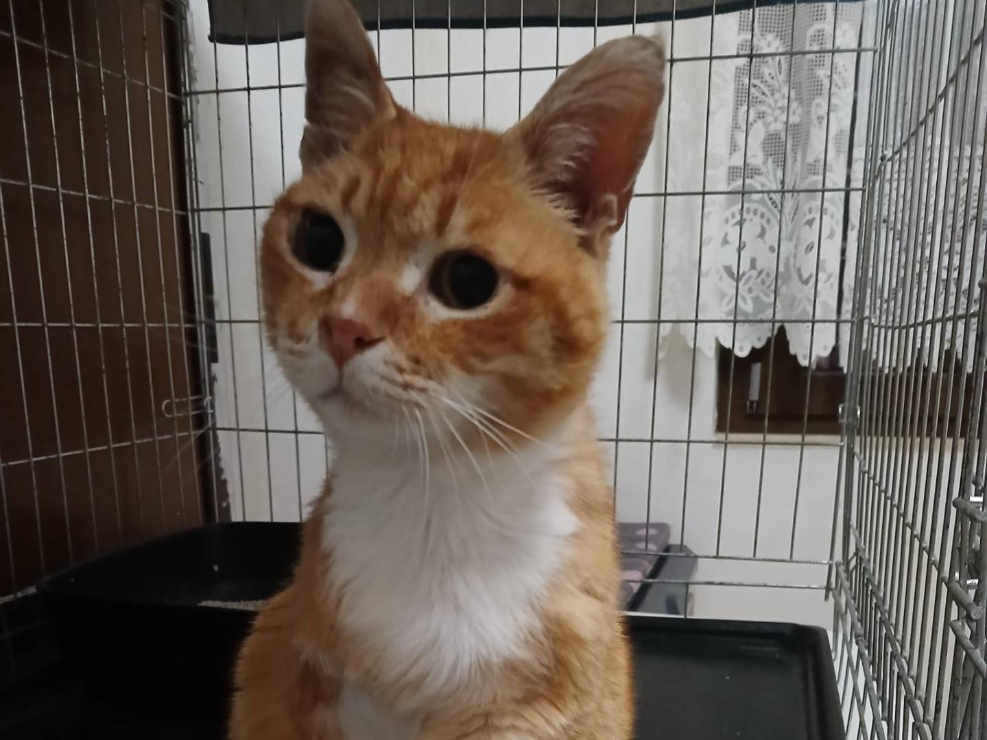 Adotta un gatto, maschio, 8 anni e 7 mesi, Roma