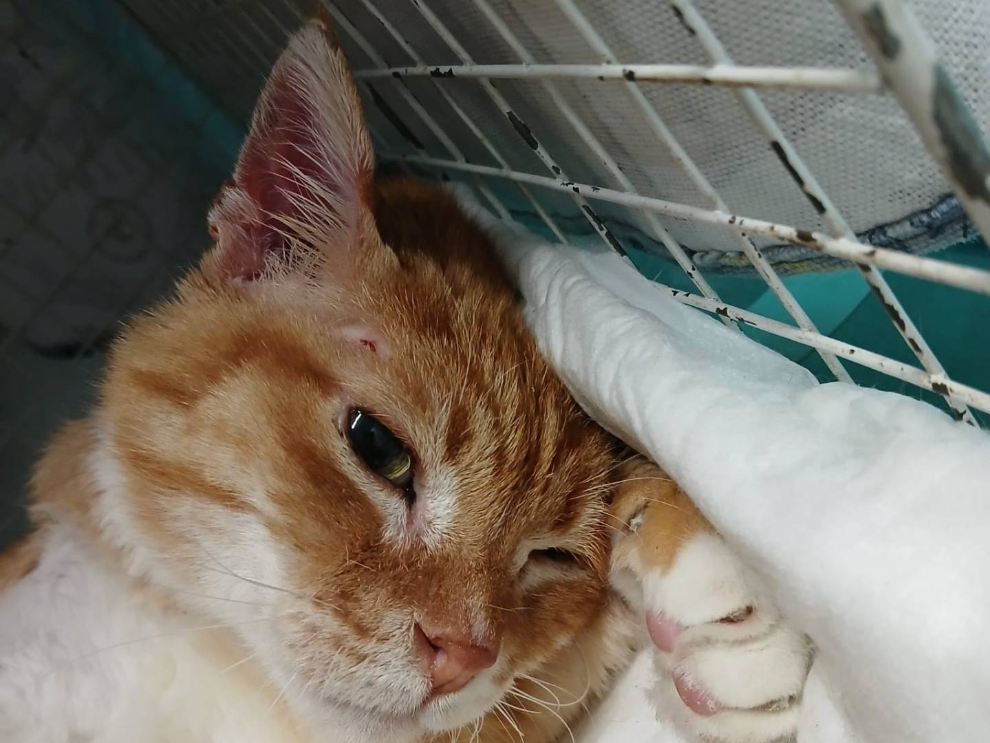 Adotta un gatto, taglia non valida, maschio, Roma