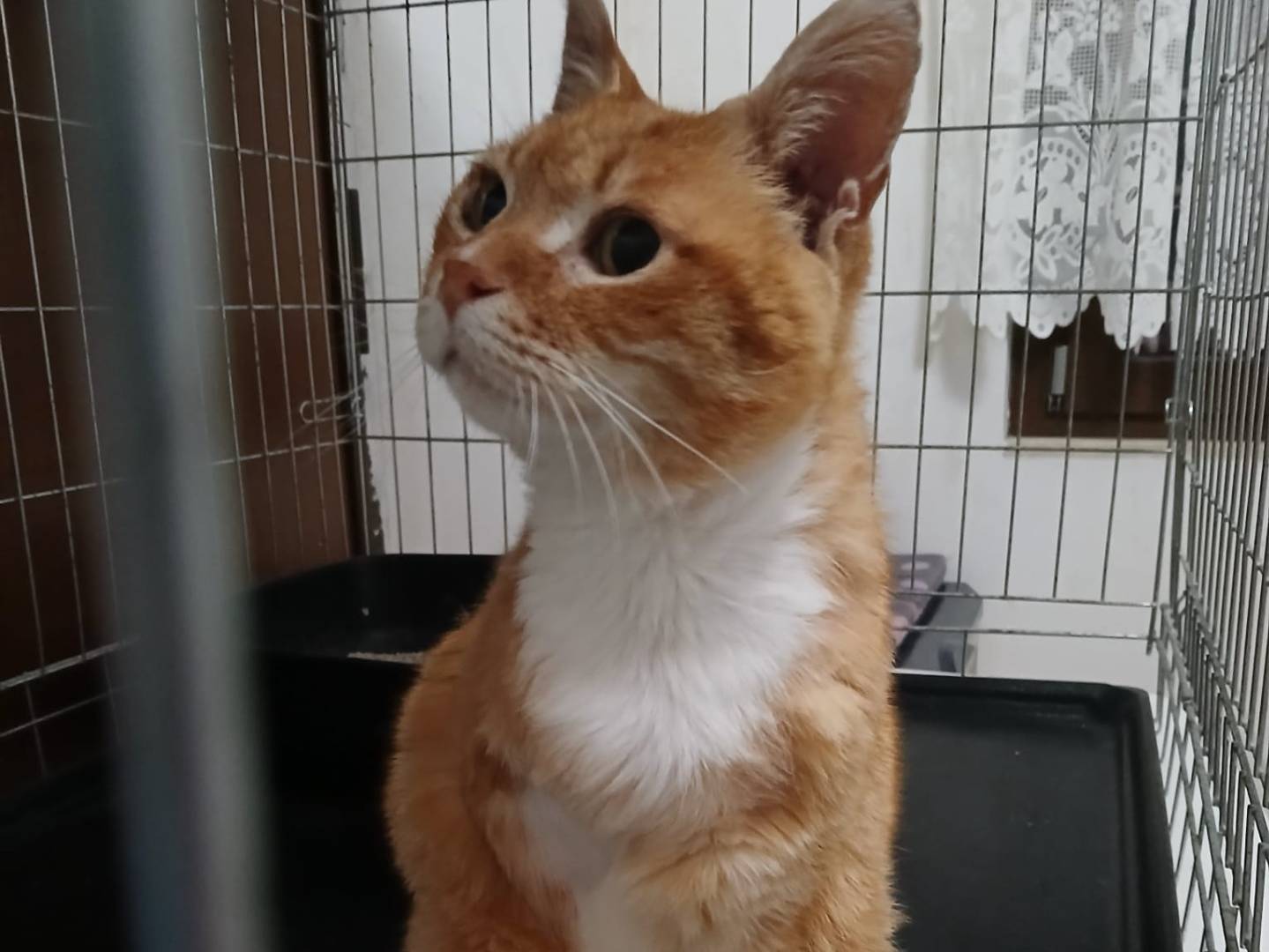 Vuoi adottare un gatto a Roma?