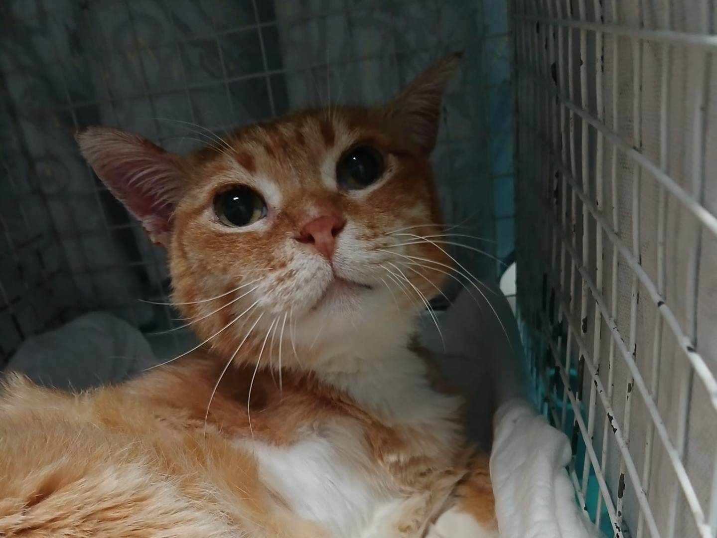 Adotta il gatto Ruben  a Roma