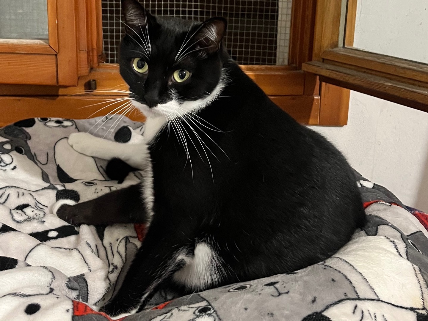 Adotta un gatto, maschio, 4 anni e 1 mese, Padova