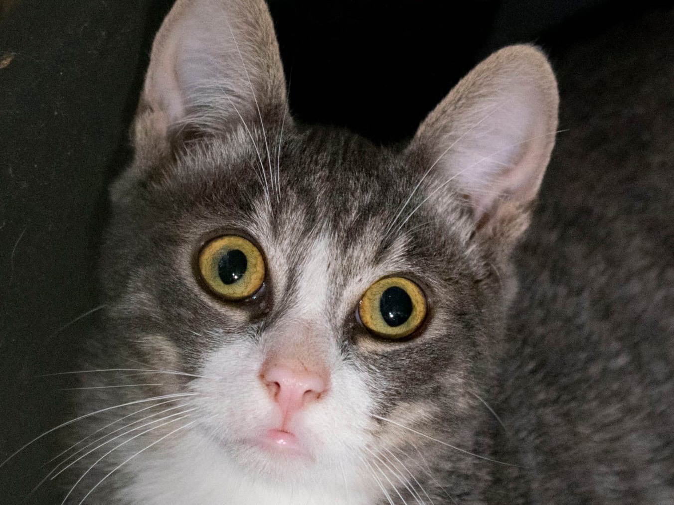 Adozione gatto, maschio, Razza sconosciuta Razza sconosciuta, 7 mesi, taglia non valida, Bari