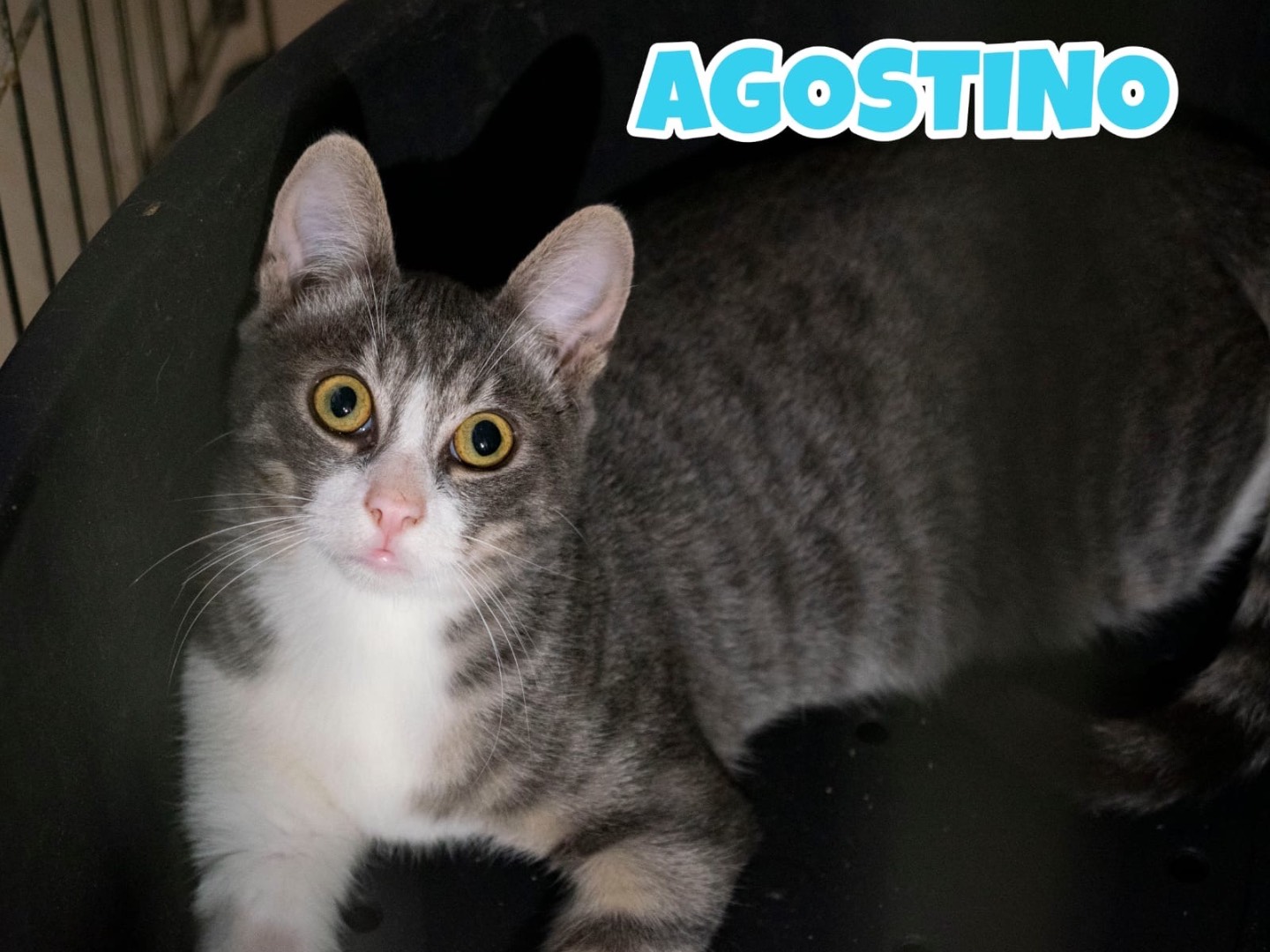 Adotta un gatto, maschio, 7 mesi, Bari